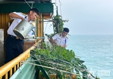 Trồng rau cho vơi nỗi nhớ đất liền